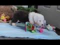 Old English Sheepdog dogs for sale: Poppy - Video 1