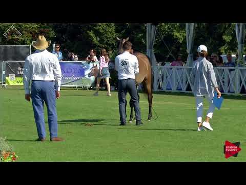 N.33 TANIA AL RAIX - Chantilly 2018 AHO Breeders' Championship - 2 Years Old Fillies (Class 2)