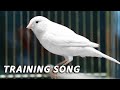 White Canary 12h Singing - The Best Training Song