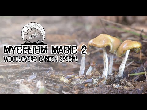 Mycelium Magic 2 - Wavy Caps  (Psilocybe Cyanescens)