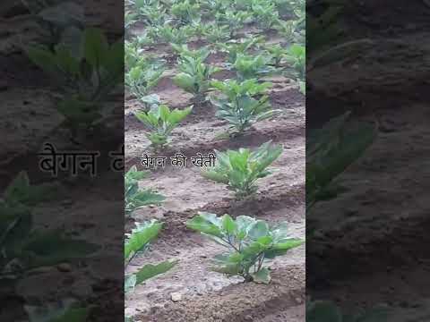 Baigan ki kheti kaise karen बैगन की खेती कैसे करें #brinjalplant  #brinjals