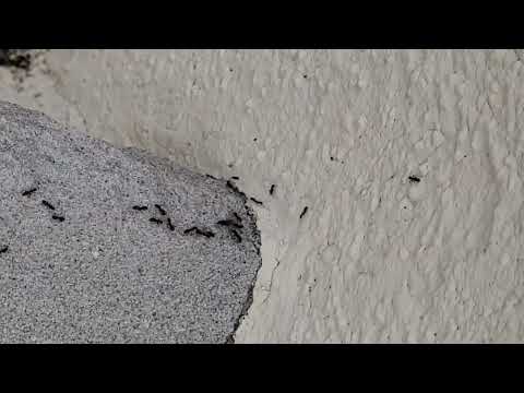 Ants Use a Tiny Gap to Infest a Home in Beach Haven, NJ