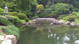 preview picture of video 'Koi, waterfall and bridge in Shofuso's garden'