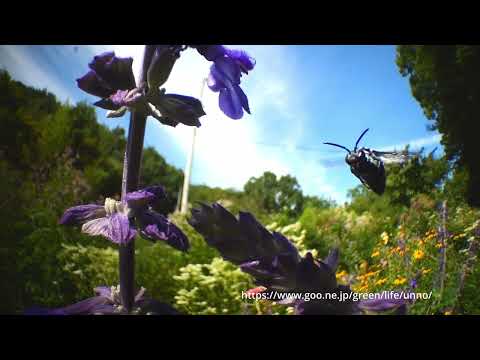 虫の目レンズ最終バージョンでブルービーを撮る