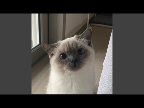 Losin' It (feat. SEVAKI, kyleaux, arcad1a, chky & Never Paco)