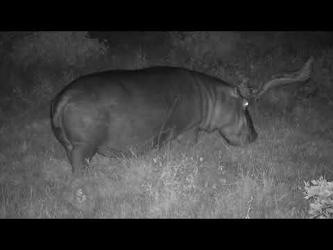 Djuma: Hippo adult leaves the dam to graze - 22:50 - 04/27/2023