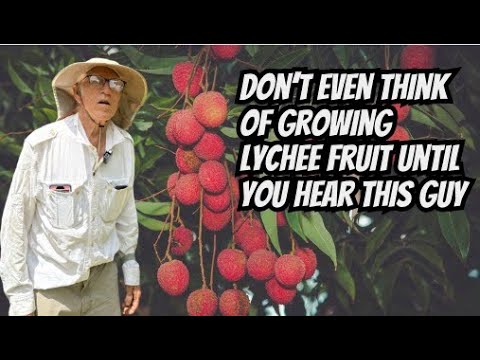 Don't Grow Lychee Fruit Until You See This Video