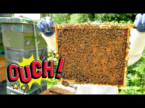 Why Are My Bees Aggressive? Are My Bees Angry?