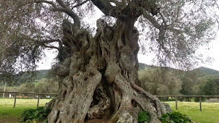 preview picture of video 'Villamassargia (Sardegna): ulivi secolari'