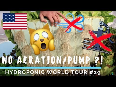 NO AERATION NOR WATER PUMPS ?! - hydroponics in Arizona - HWT #29