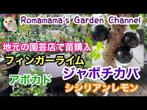 園芸 菩提樹、ライム、サワーライム