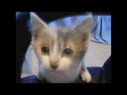 Funny cats Lustige katzen  full  [HD] [HQ] - High Quality