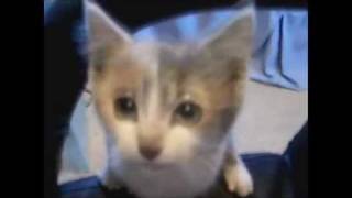 Funny cats Lustige katzen  full  [HD] [HQ] - High Quality