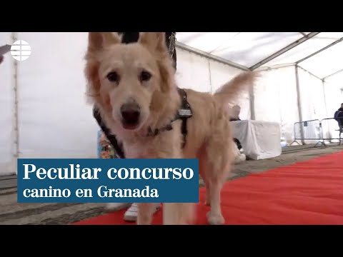 Un peculiar concurso perruno premia al perro que más se parece a su dueño, entre otras categorías