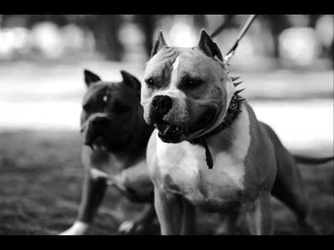 Silent - MY DOGS (hip hop instrumental)