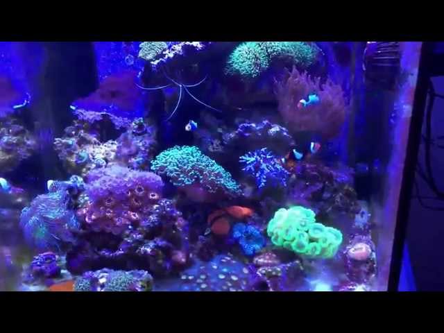 Dosing Reef Tank Tutorial