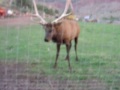 Bull Elk Charging Almost Gored