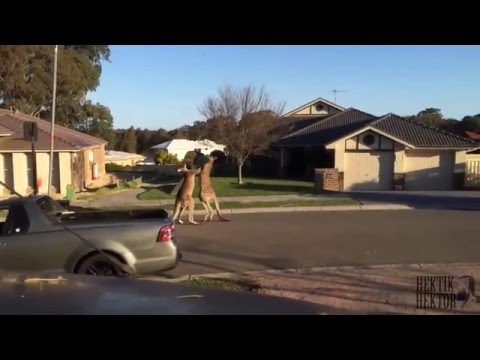 Happy STRAYA Day! (compilation)
