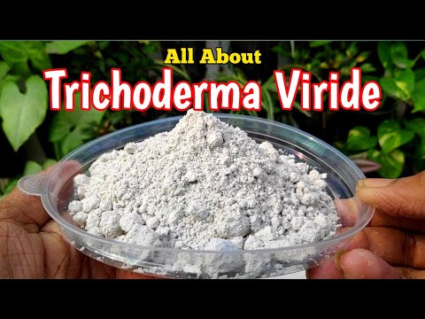 , title : 'How To Use Trichoderma Viride In Gardening (IN HINDI) Biofungicide Trichoderma | Mission Gardening'