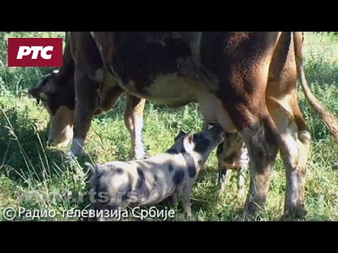 Umiljati prasići kod krave sisaju