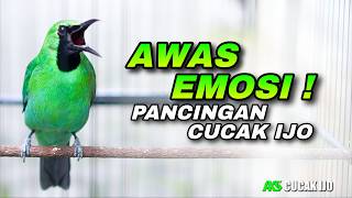 Download lagu PANCINGAN CUCAK IJO BISU COCOK UNTUK DONGKRAK EMOSI IJO BAHAN TROTOLAN SAMPAI IJO DEWASA AUTO RESPON mp3