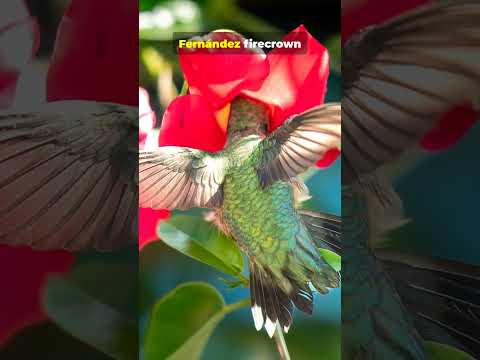 🏝️ Robinson Crusoe Island, Chile – The Real Castaway Island 🇨🇱✨