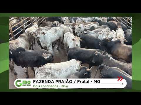FAZENDA "PRAIÃO": BOIADA CONFINADA SUPERA 20 ARROBAS EM FRUTAL (MG); CONFIRA
