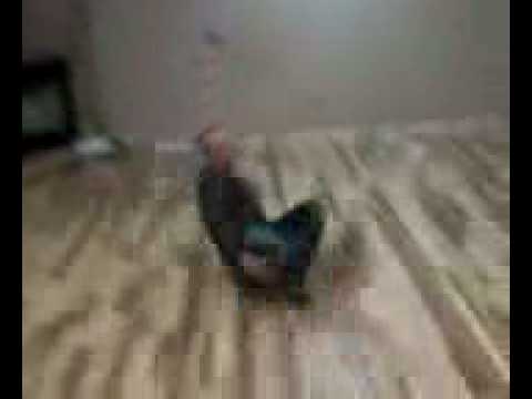 Dancing with the Stars   KC Monti Style