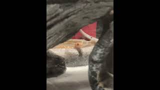 Kingsnake Reptiles Videos