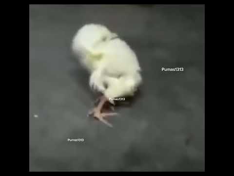 Gurrumina's here and I'm looking good!! 😅 Hey #hey #pumas1313 #funny