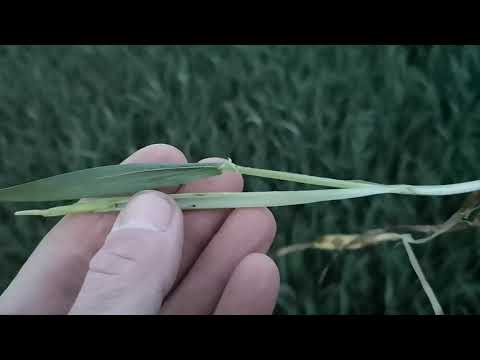 "Unsere Landwirtschaft" Winterweizen nachkürzen und vor Septoria tritici und Gelbrost schützen