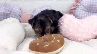 ヨークシャーテリアの動画01
