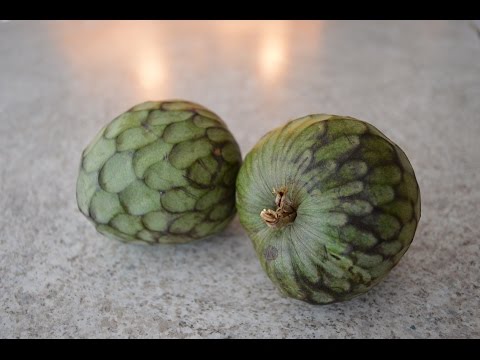 download lagu mp3 mp4 Custard Apple Jam Recipe, download lagu Custard Apple Jam Recipe gratis, unduh video klip Custard Apple Jam Recipe