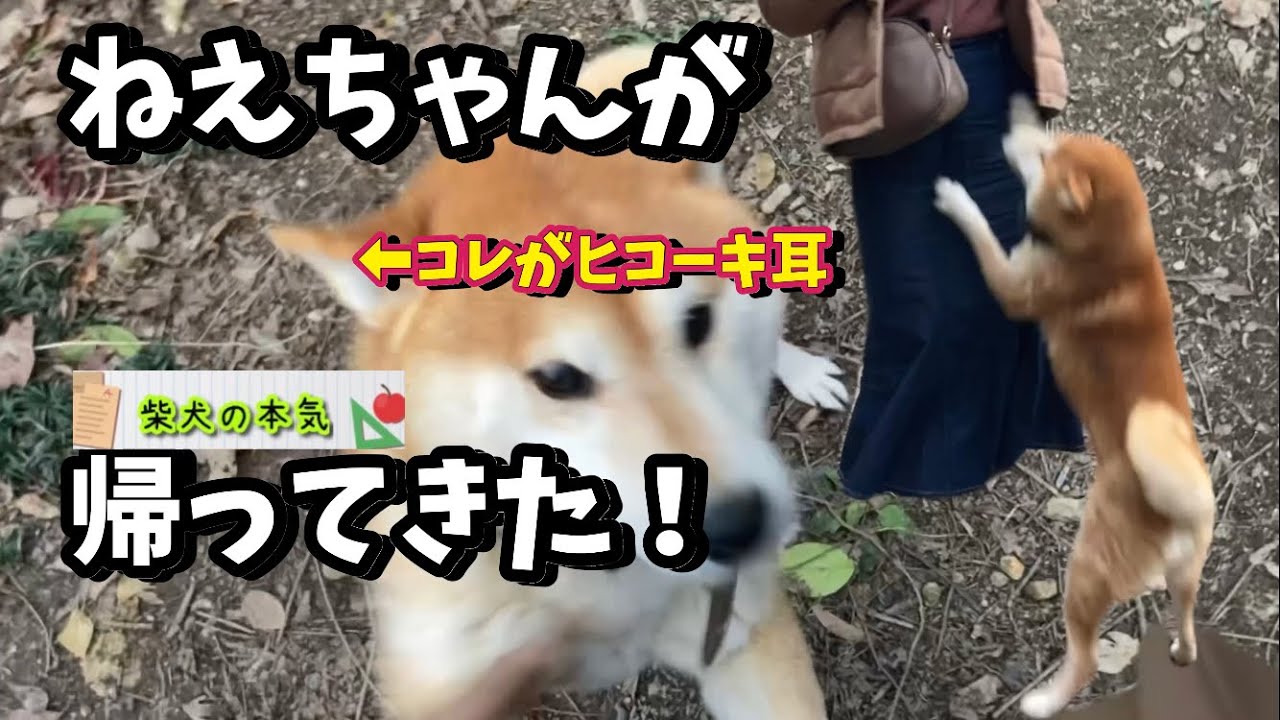 【柴犬】半年ぶりに家族に会えた柴犬。喜ぶ、甘える、そして家出しそうになる！？【茶虎猫】