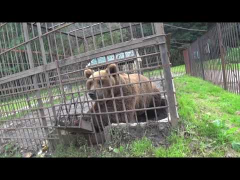Медведь на трассе в Чувашии.