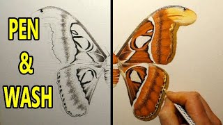 Painting The WORLDS BIGGEST MOTH Pen & Wash Watercolour