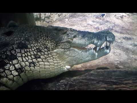 King Crocodile at Dubai Underwater Zoo 13.04.2017