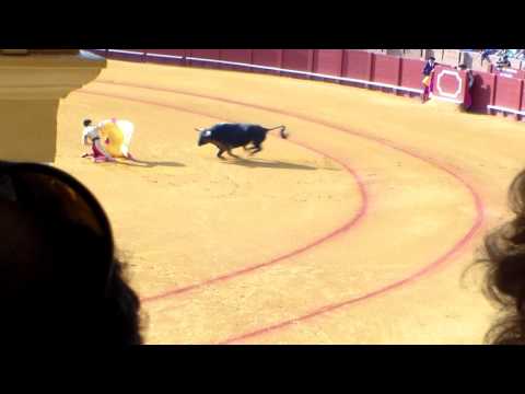 Padilla Maestranza de Sevilla.