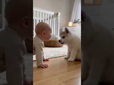 Un bébé a la plus belle des conversations avec un chiot ! | Un moment adorable entre un bébé et un chien