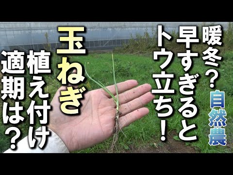 果樹に最適なマルチは何ですか?土壌に栄養を与え、豊かな収穫をもたらすための6つの最良のオプションは次のとおりです  庭園