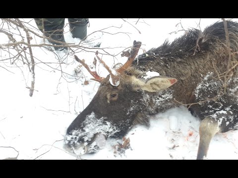 Загонная охота на лося 2018