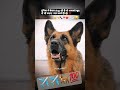 Emotion Status Viral Video Dog Sad Shorts