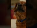 WHAT YOUR  DOG NEEDS #shorts #dogs #pets #pet  #musicfordogs  #tvfordogs  #calmingmusicfordogs