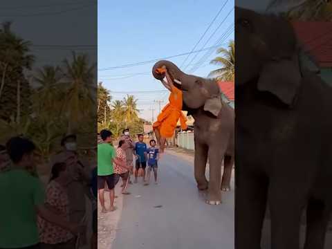 งวงล็อกมือดิ้นไม่หลุด‼️ช้างพาชนยับ🫣🐘 #viral #elephant #animallife #shortvideo #animals