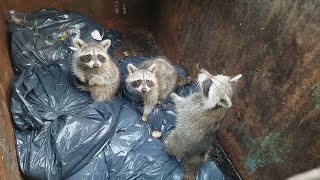 How to Get a Raccoon Out of Your Dumpster