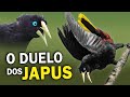 JAPU: pássaro com CANTO INTRIGANTE e ninho em forma de bolsa | Recongo e o duelo de cantos