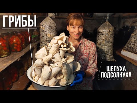 , title : '🍄 Выращиваем Грибы на Шелухе Подсолнуха / от Посева до Сбора Урожая'