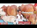 Champion 🏆 Sahiwal 100% Pure Breed 👍 गारंटी से खरीदो ✅ Desi Cow Dairy Farm Talk #sahiw