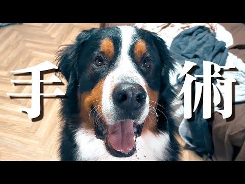 犬の肘形成不全 – 症状と治療