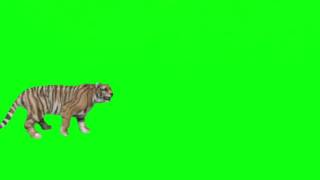Download lagu Green Screen Tiger Effect Part-2 mp3
